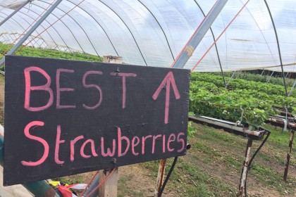 Strawberry Picking Season!