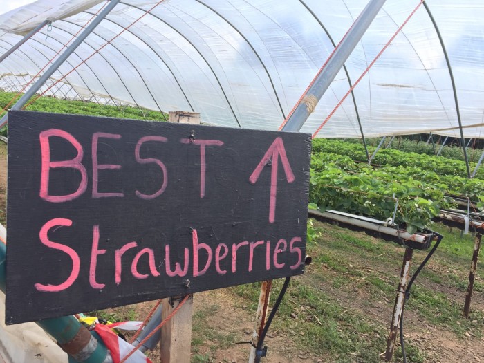 Strawberry Picking Season!
